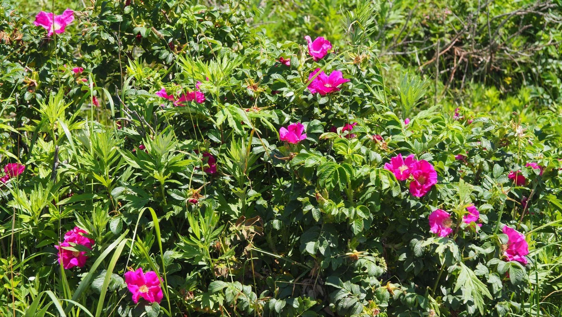 Rugosa Roses (Hamanasu)