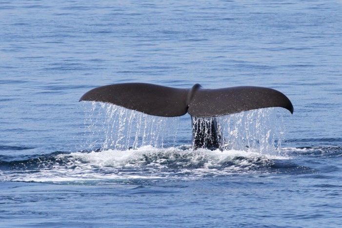 whale tail
