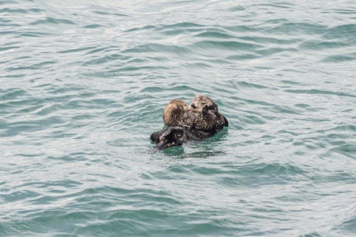 Sea Otters