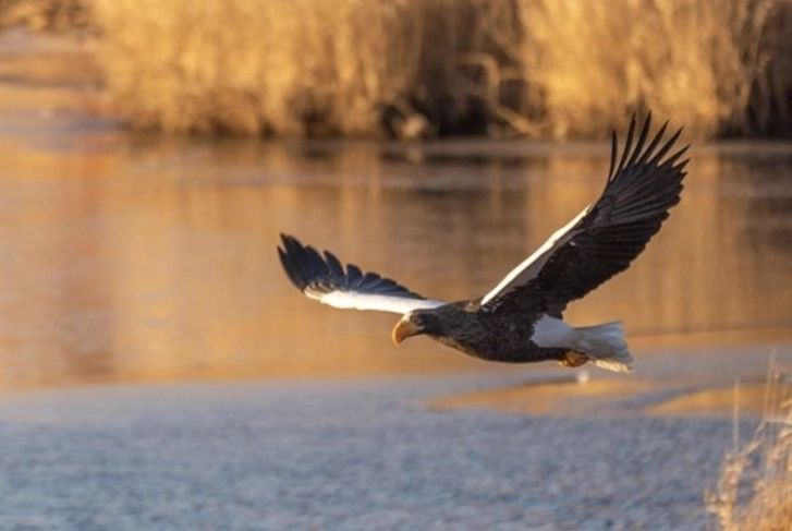 Steller’s Sea Eagles