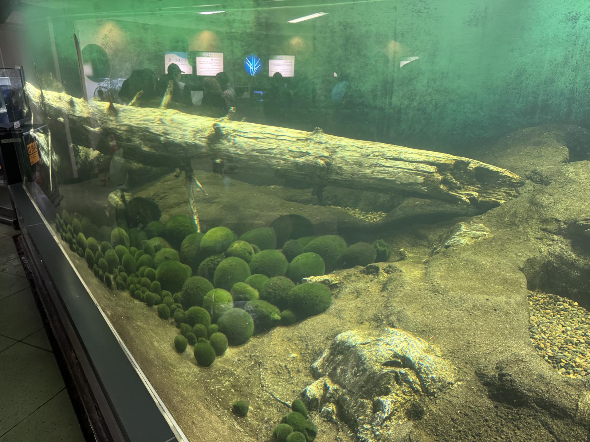 Marimo Exhibition and Observation Center