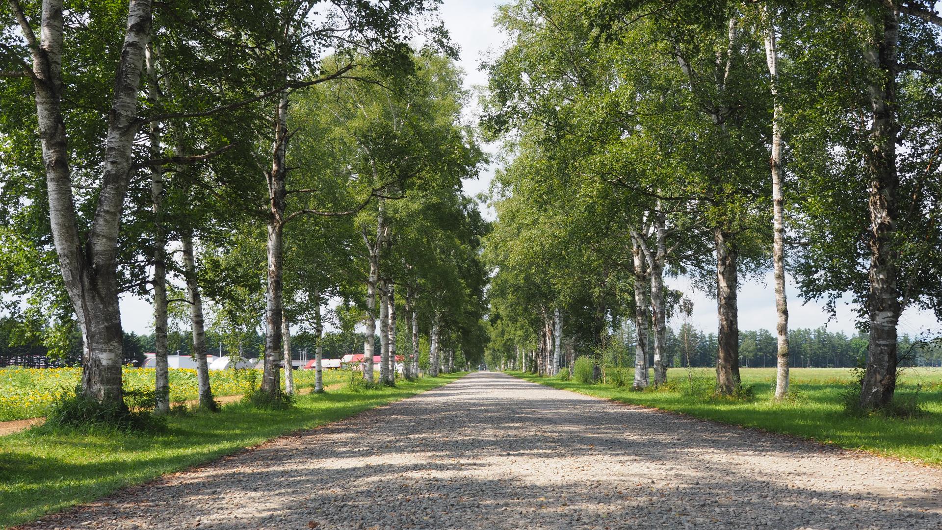 Tokachi Ranch Birch Tree Line