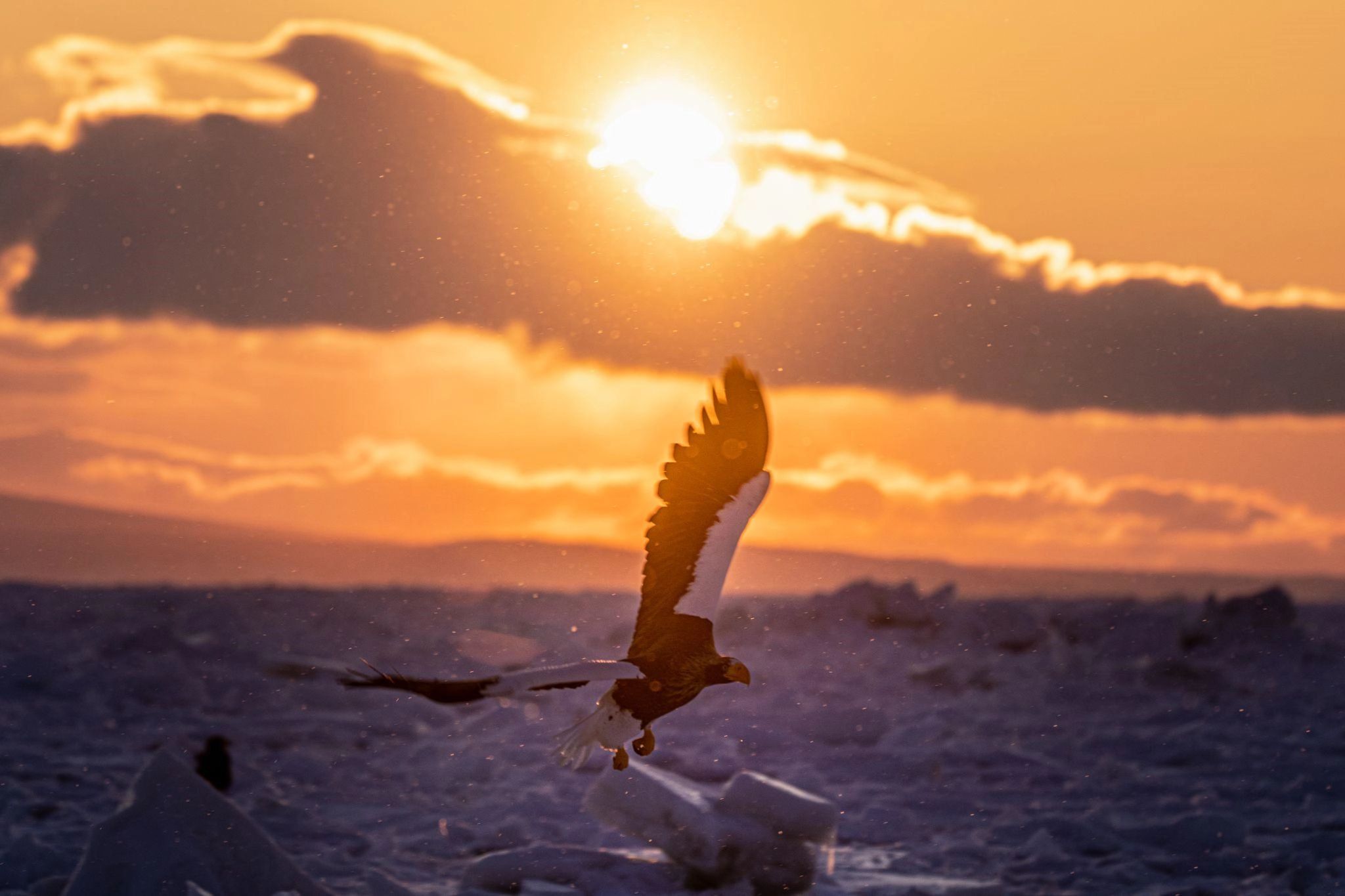 A Steller's sea eagle arrives on the drift ice of Shiretoko
