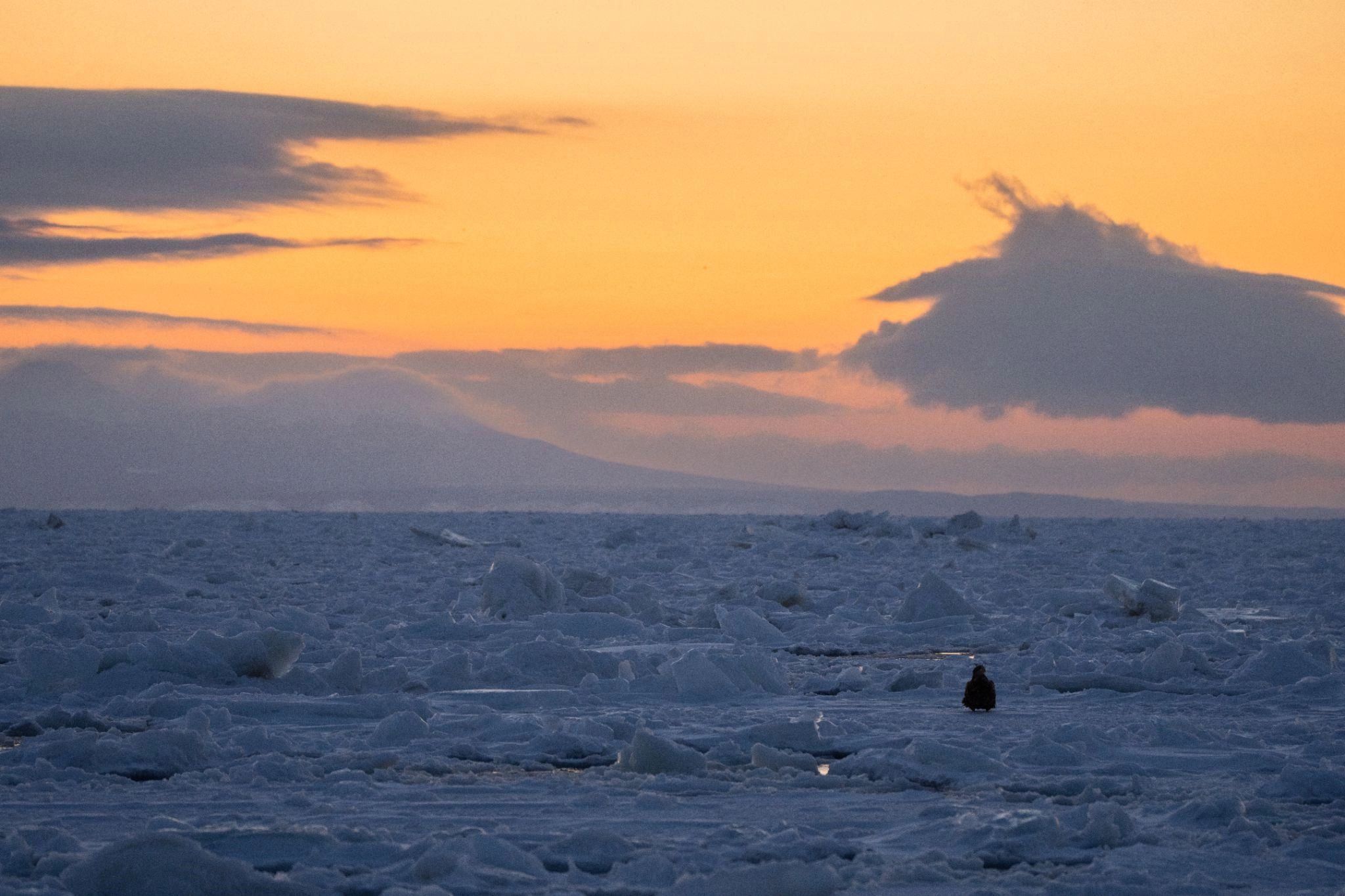 Drift ice and Steller's sea eagles