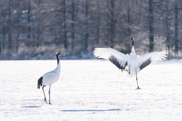 Red-crowned crane
