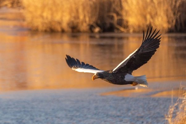 Steller's sea eagle and White-tailed eagle