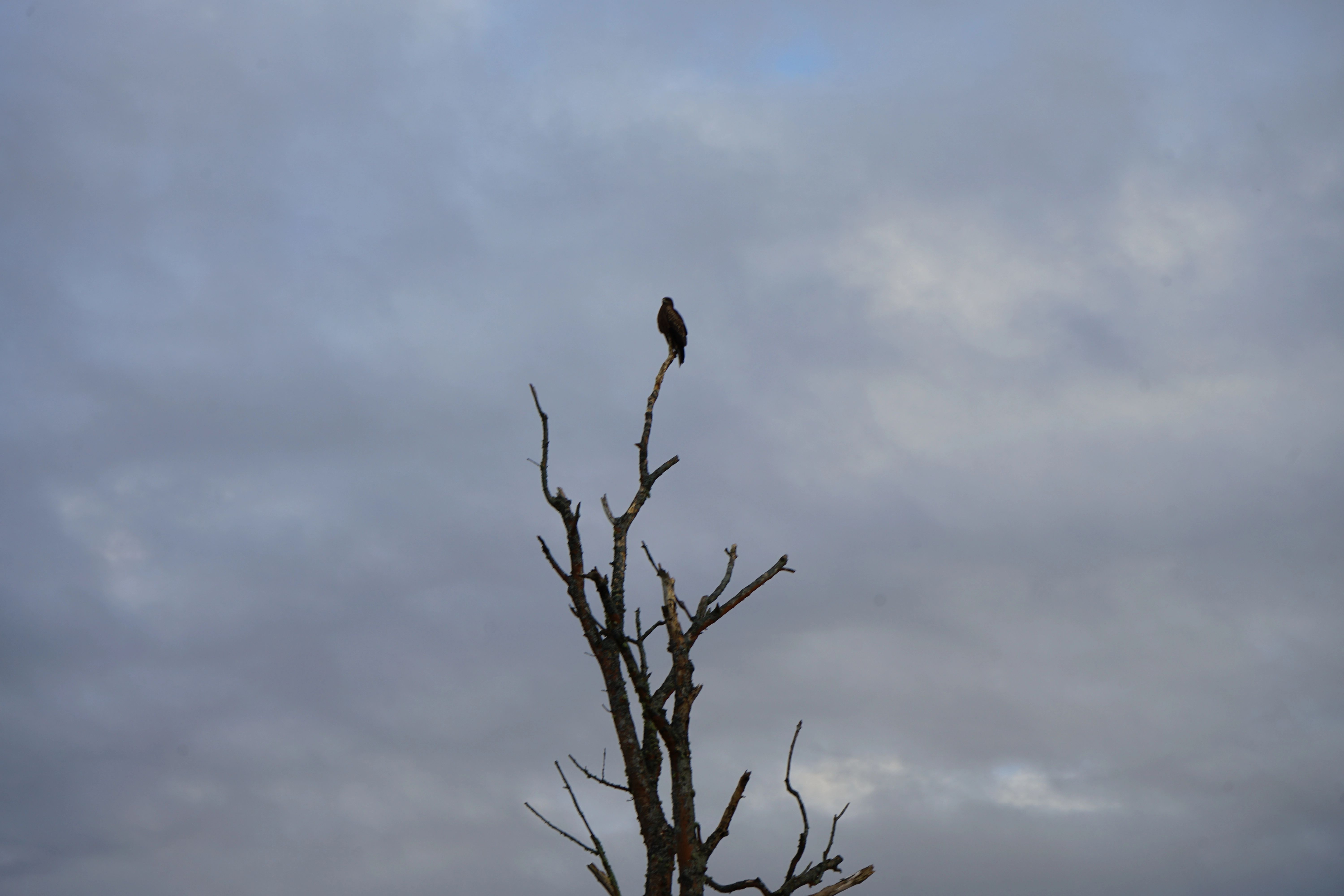A black kite hunting for prey from the top of a tree