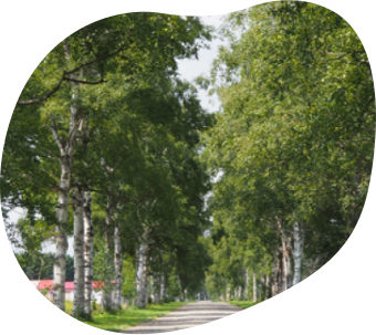 Birch trees at Tokachi Ranch