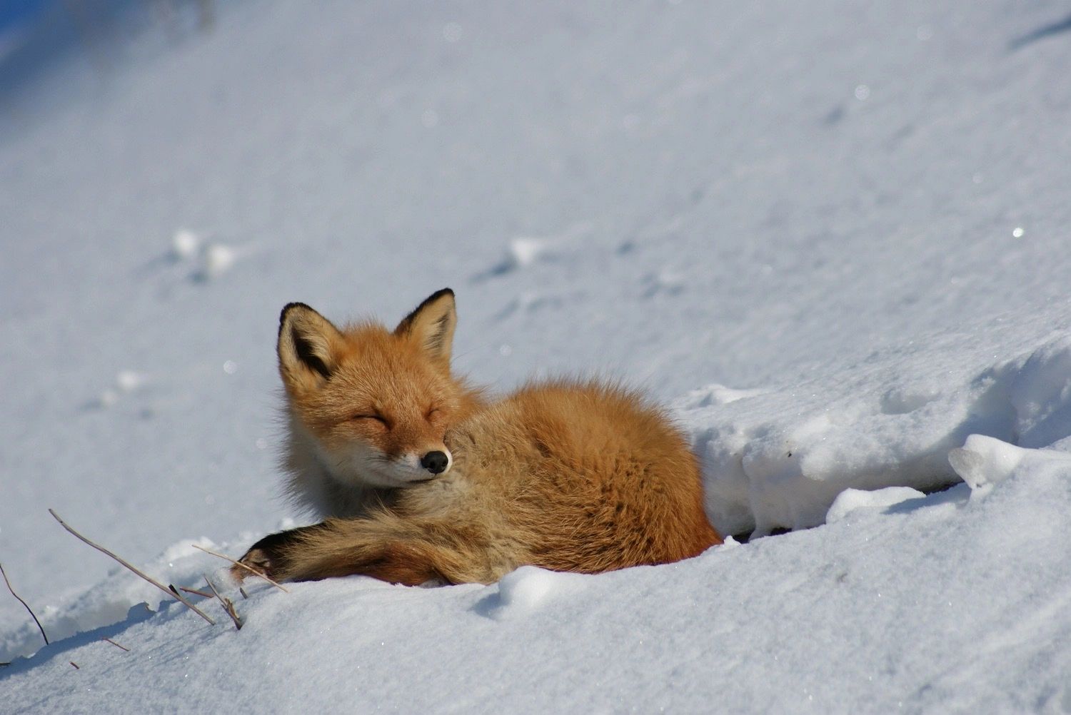 Arctic fox in winter