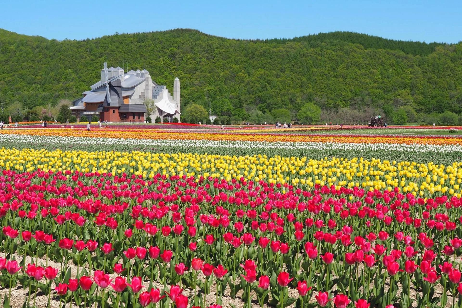 Tulips in Kamiyubetsu