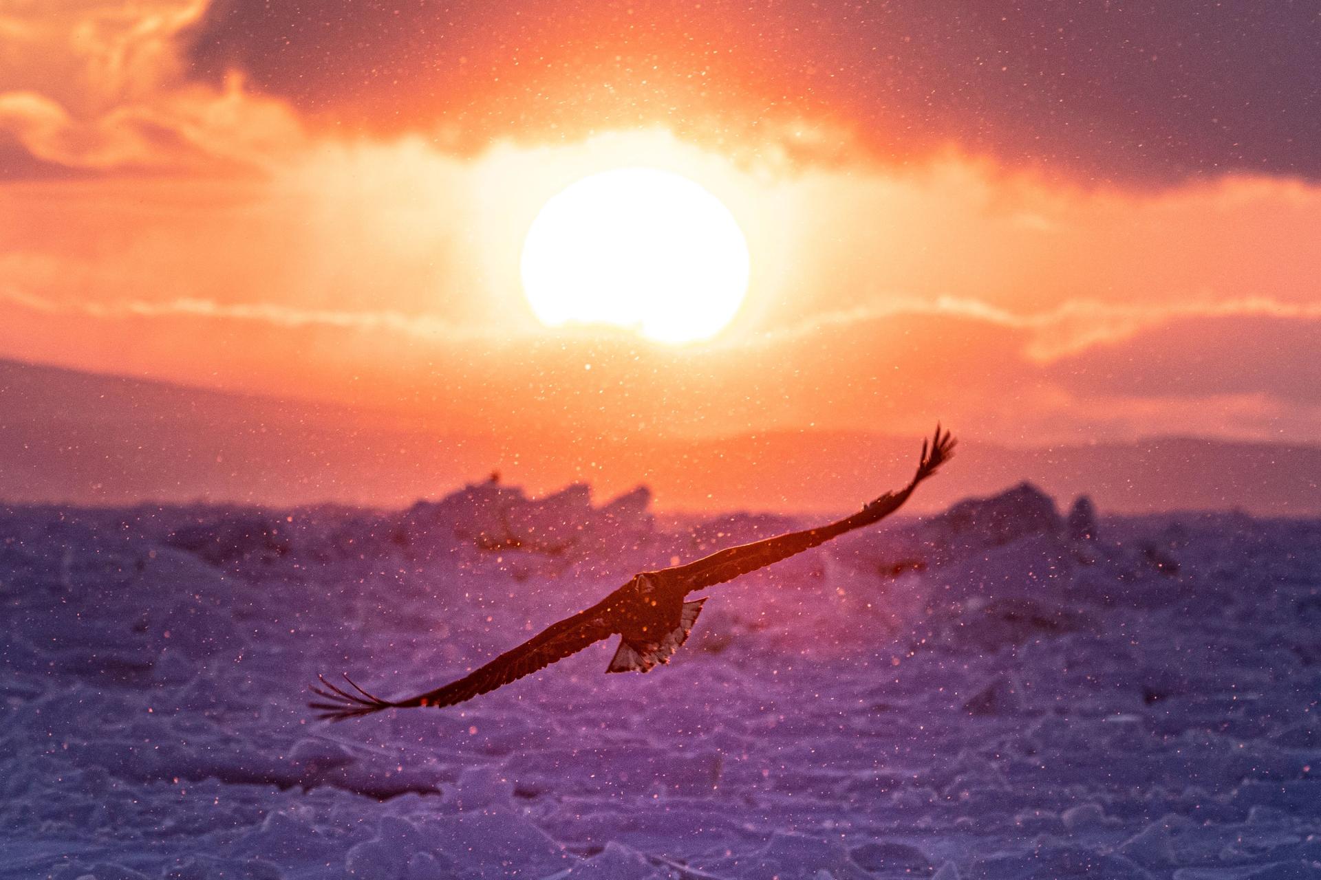 Sunset, drift ice, and an eagle