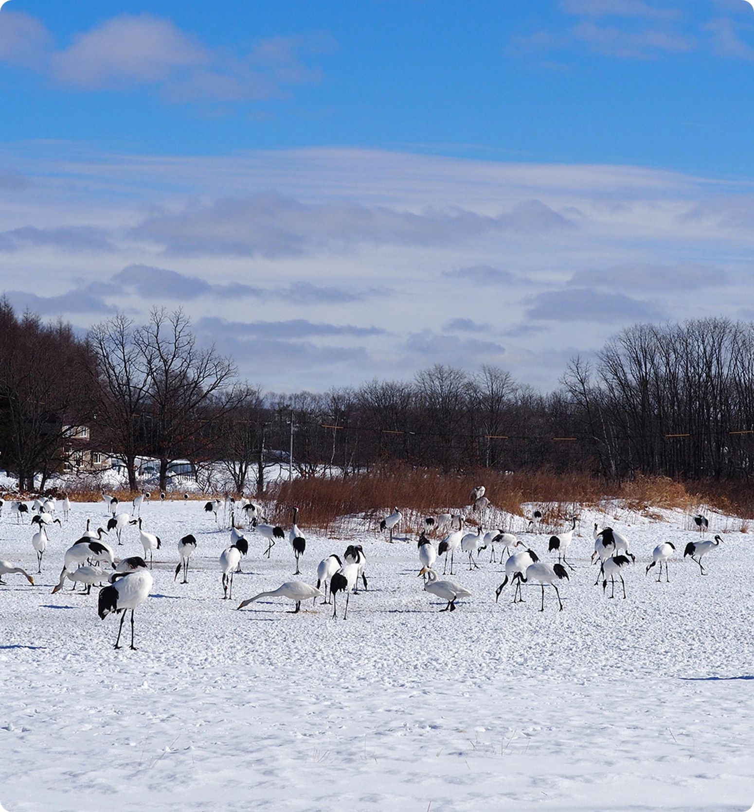 Stork observation at Tsurumidai