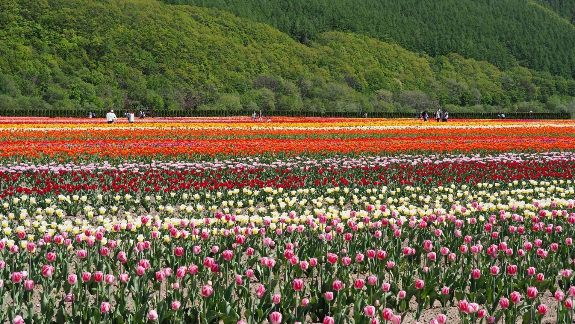 かみゆうべつチューリップ公園